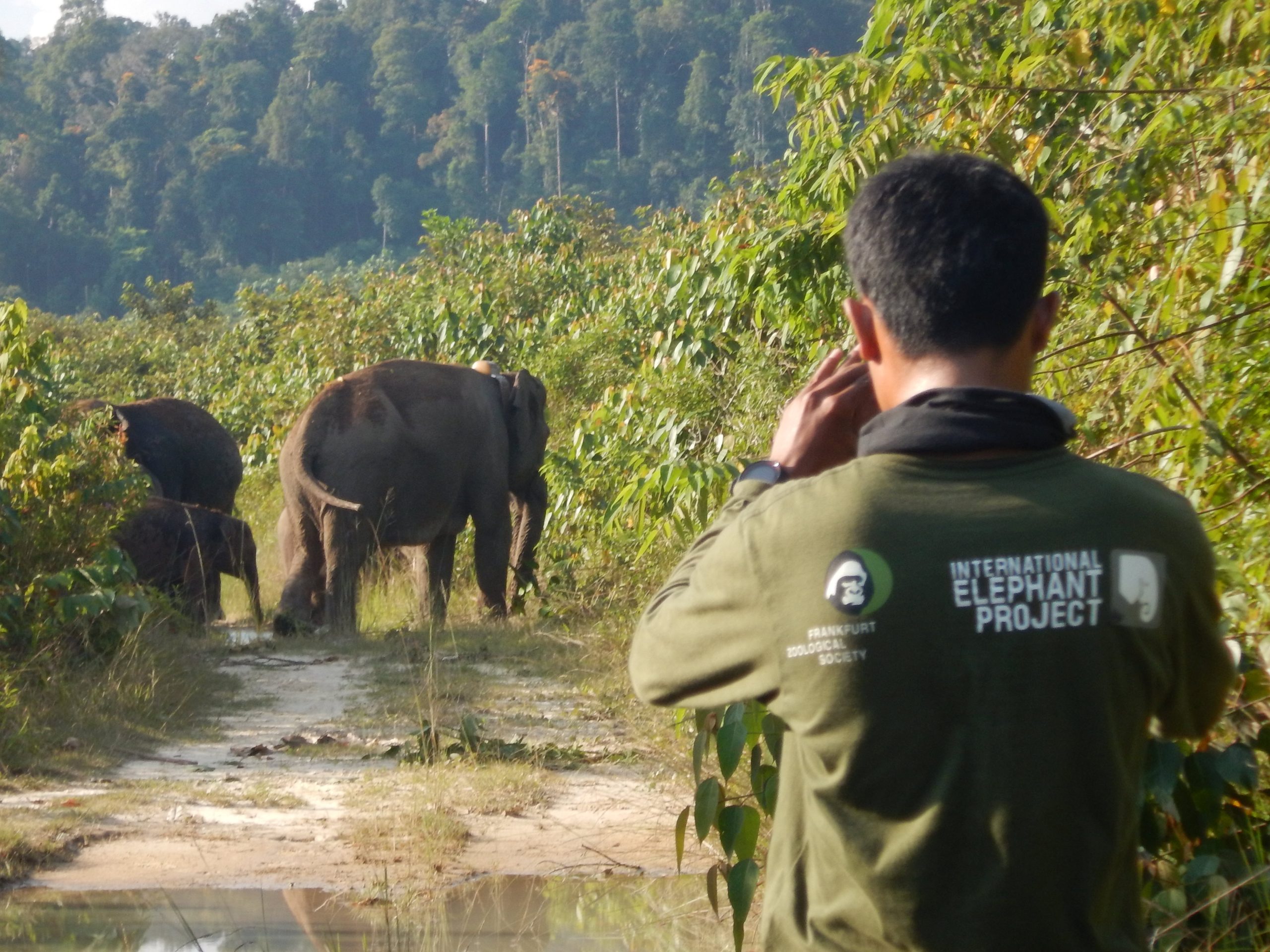 Sumatra Large Mammal Conservation