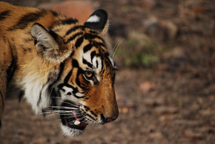 Tigers of India