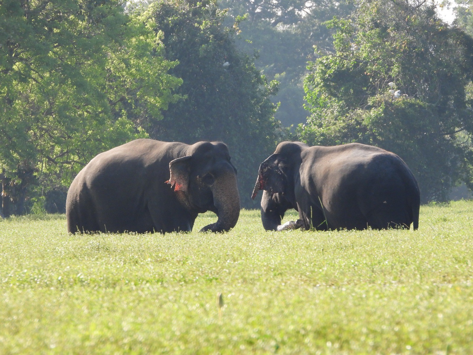 People and Wildlife Side By Side, Sri Lanka