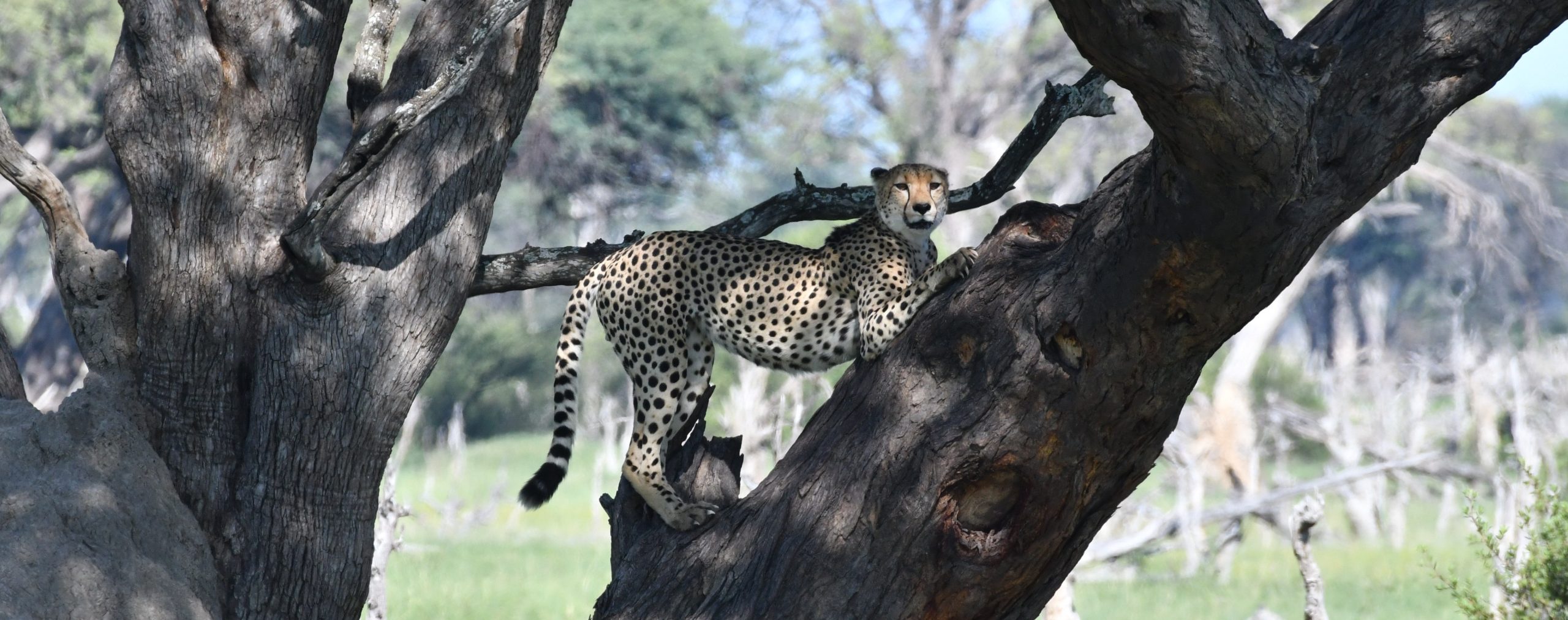 Cameras for Cheetah Research, Namibia